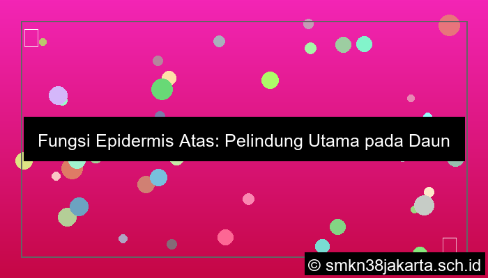 fungsi epidermis atas
